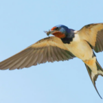 Swifts, Swallows and House Martins