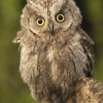 Scops Owls Explained