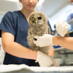 Rescuing Injured Owls in Norfolk